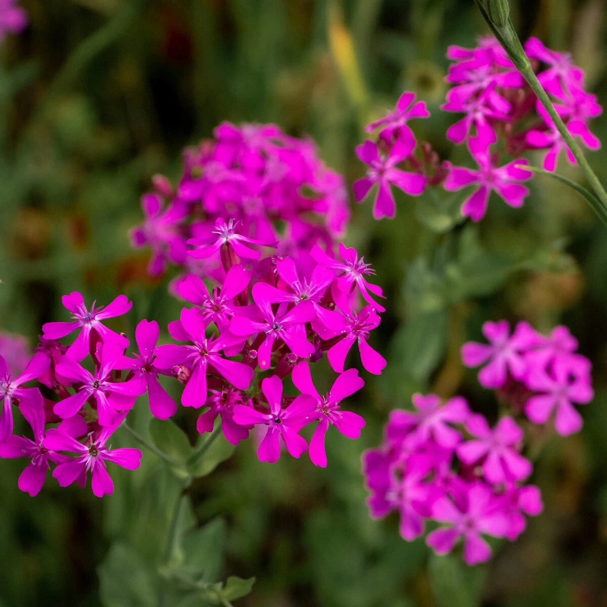 None So Pretty Catchfly – Colorful Wildflower Garden Seeds