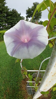 Silver Stars Japanese – Garden Flower Seeds