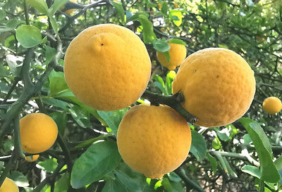 Poncirus trifoliata tree with distinctive three-part green leaves and thorny branches