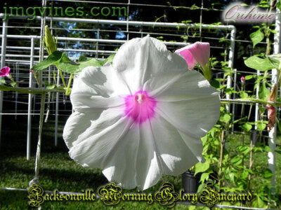Orihime Japanese Morning – Garden Flower Seeds