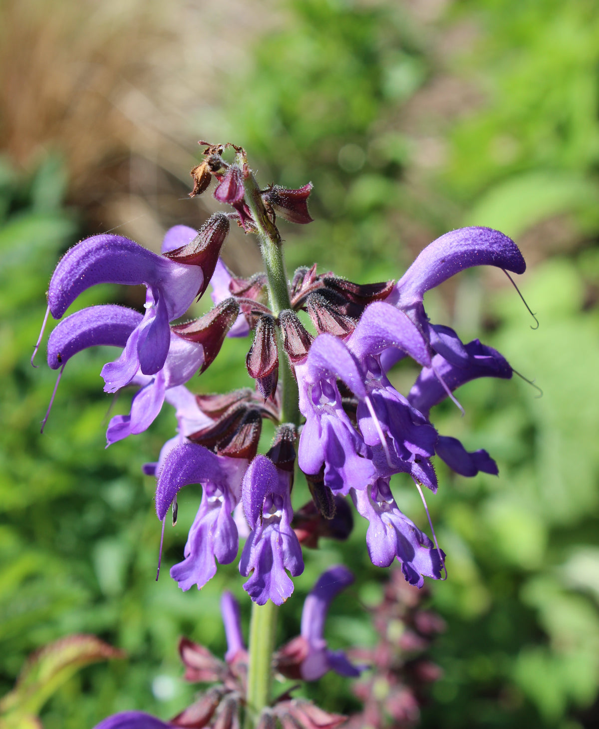 Dan Shen botanical plant seeds for herb beds and container gardening