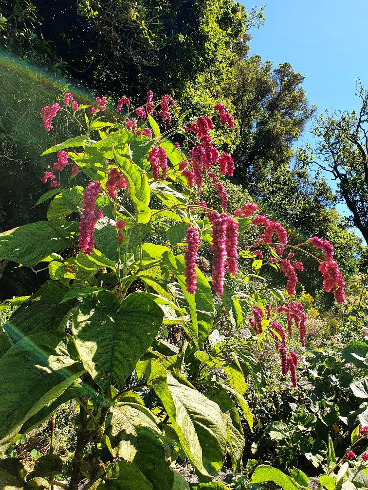 Kiss-Me-Over-the-Garden-Gate Seeds – Persicaria orientalis Flower Seeds