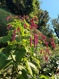 Kiss-Me-Over-the-Garden-Gate Seeds – Persicaria orientalis Flower Seeds
