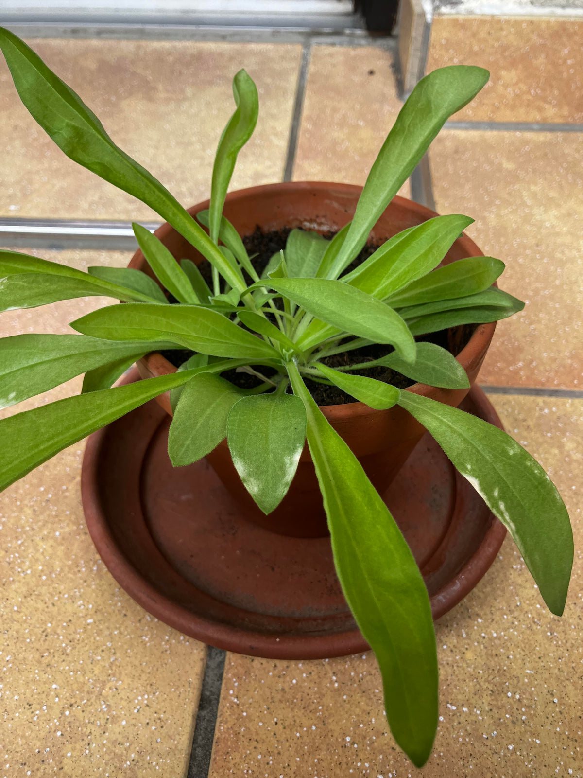 Organic Yellow Dock Rumex crispus Garden Plant Seeds for Herb Gardens and Naturalized Landscapes