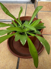Yellow Dock Rumex crispus Seeds