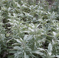 White Sage Smudge Seeds Salvia Apiana Sacred Cleansing Herb | Fragrant, Easy-to-Grow Spiritual Plant
