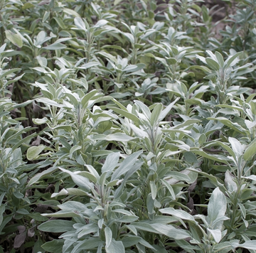 White Sage Smudge Seeds Salvia Apiana Sacred Cleansing Herb | Fragrant, Easy-to-Grow Spiritual Plant