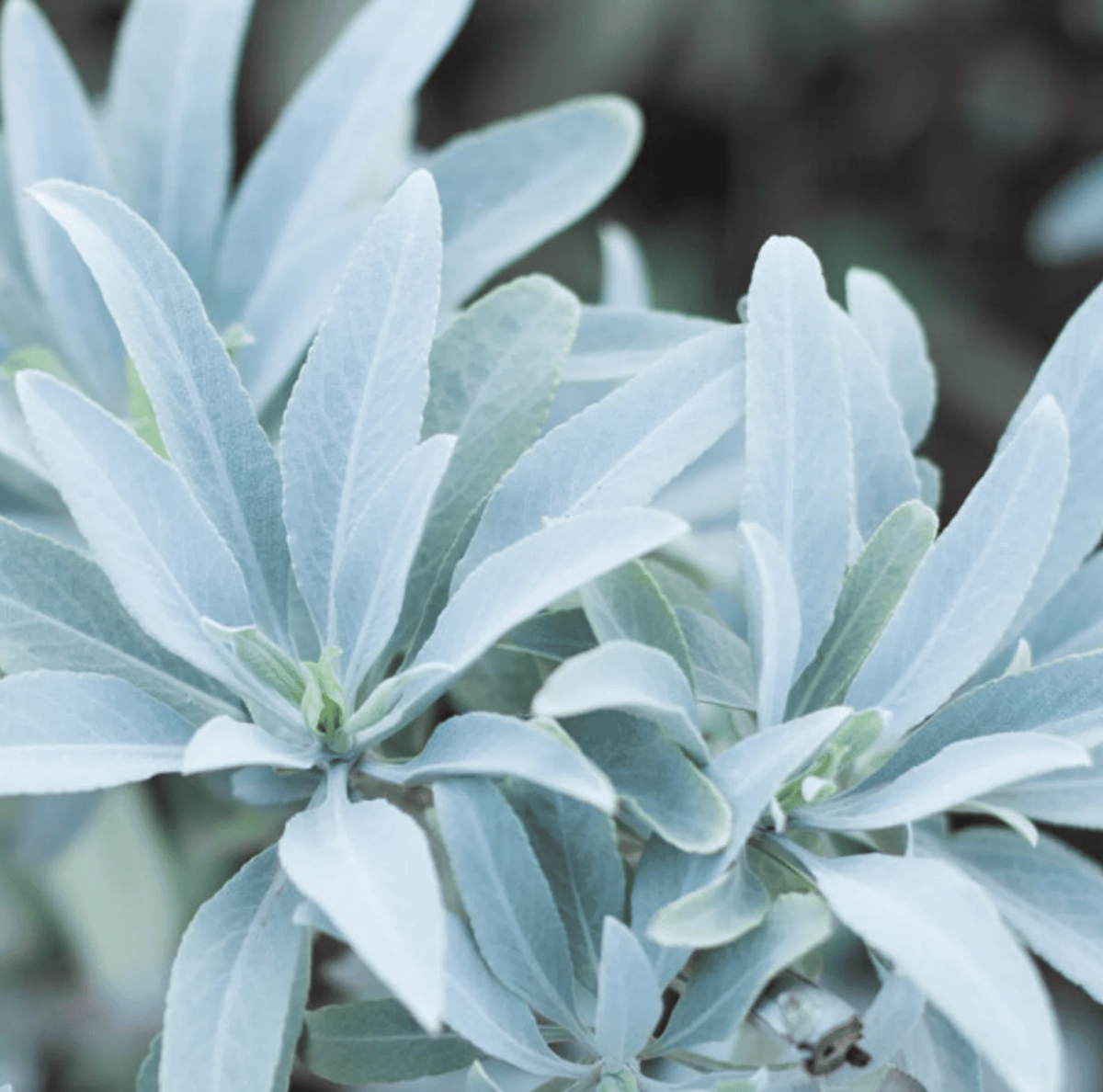 White Sage Smudge Seeds Salvia Apiana Sacred Cleansing Herb | Fragrant, Easy-to-Grow Spiritual Plant