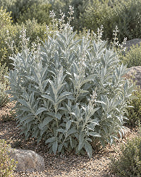 Essential Medicinals White Sage Salvia apiana seeds for garden planting.