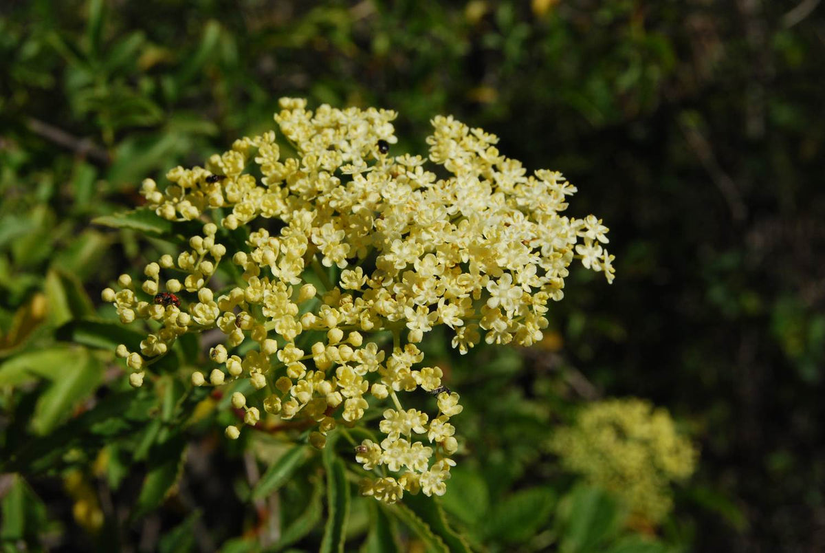 Mexican Elderberry ,Sambucus mexicana Dried Berries for Native Shrub Growing
