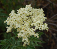 Mexican Elderberry Dried Fruit ,Sambucus mexicana for Botanical Garden Growing