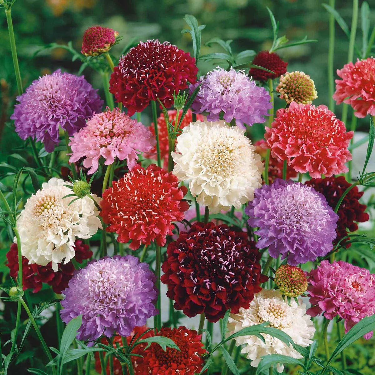Imperial Mixed Pincushion Flower – Colorful Wildflower Seeds
