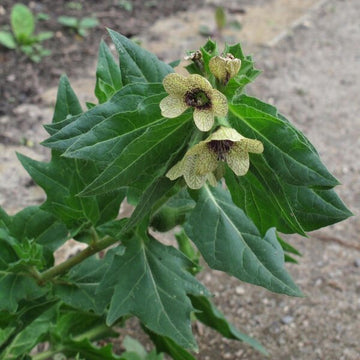 Black Henbane Hyoscyamus niger plant with pale yellow flowers, dark purple veins, and broad gray-green hairy foliage