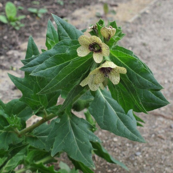 Black Henbane Hyoscyamus niger plant with pale yellow flowers, dark purple veins, and broad gray-green hairy foliage