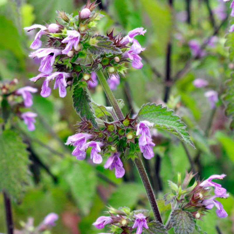 Black Horehound Ballota nigra flowering herb with clusters of purple-pink flowers, textured green leaves, and upright branching stems
