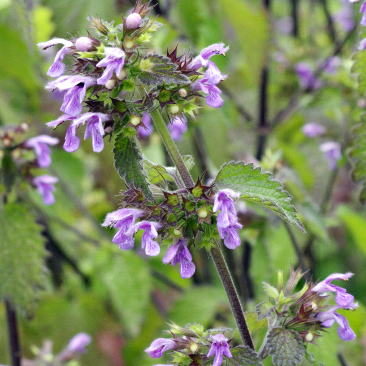 Black Horehound, Ballota nigra Seeds for Botanical Gardens
