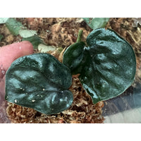 Black Mamba Scindapsus – Indoor Climbing Foliage Plant Seeds