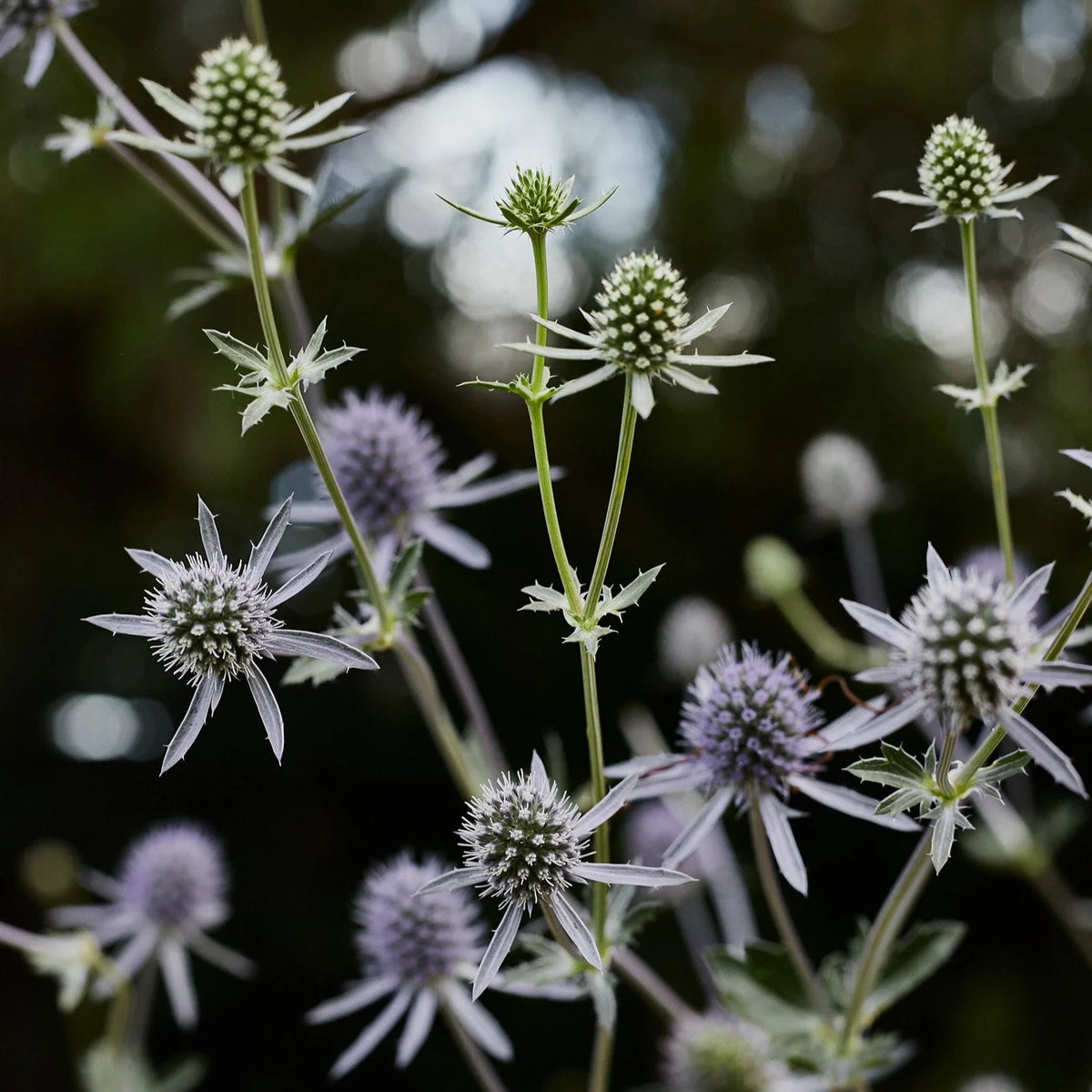 Sea Holly Seeds – Eryngium planum Flower Garden Plant