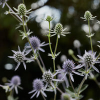 Sea Holly Seeds – Eryngium planum Flower Garden Plant