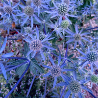 Eryngium planum Seeds – Sea Holly Ornamental Garden Flowers