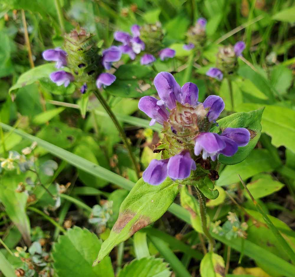 Self Heal Prunella vulgaris perennial herb with green foliage and purple flower spikes.