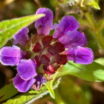 Prunella vulgaris Self Heal planting seeds for home herb gardens.