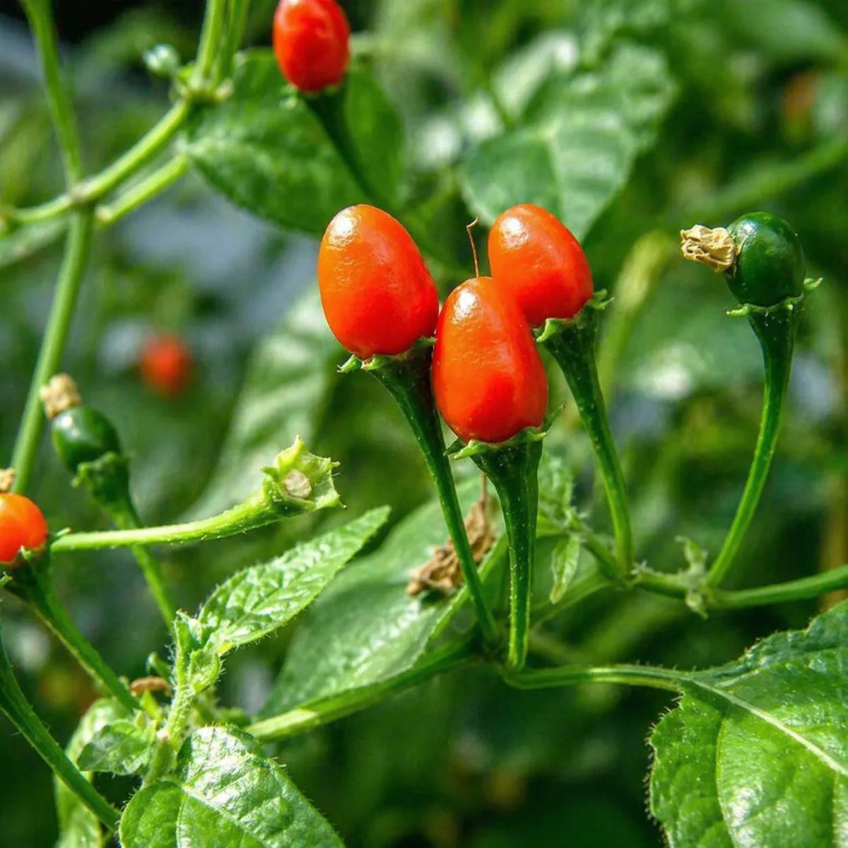 Capsicum chacoense pepper plant with green foliage and small developing fruits in a garden setting.