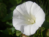 White Twinkle Japanese – Garden Flower Seeds