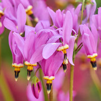Dodecatheon Pink Meadia – Perennial Flower Seeds