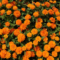 Orange King Zinnia Zinnia Elegans Colorful Wildflower Garden Seeds