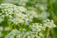 Pimpinella anisum Official Anise Seeds for Home Herb Gardens, Garden Cultivation, and Traditional Culinary Herb Planting