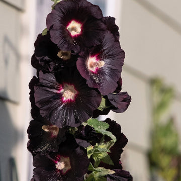 Hollyhock Nigra Black Watchman Alcea Rosea – Tall Garden Flower Seeds