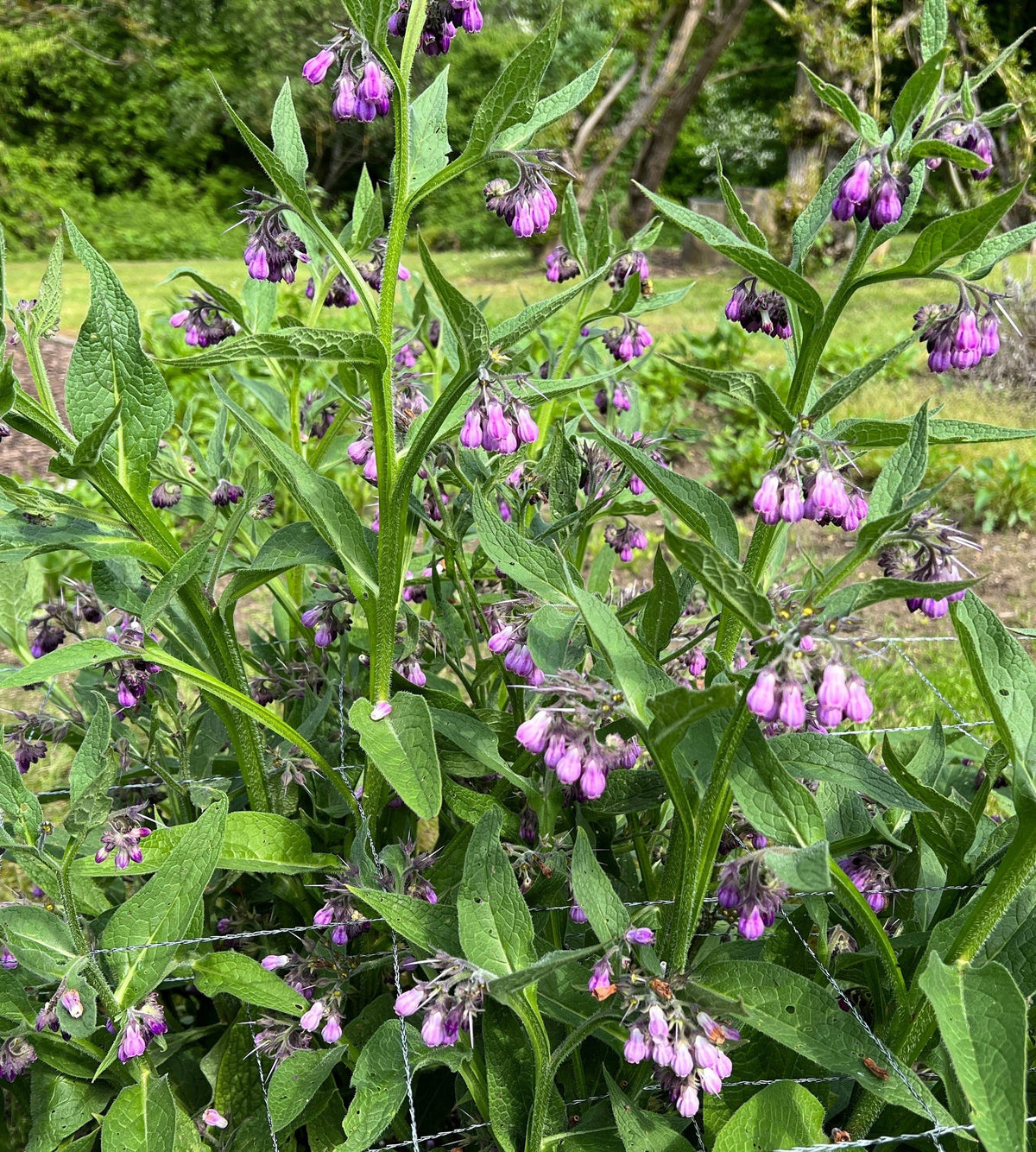 True Comfrey Symphytum officinale plant with broad textured green leaves and bell-shaped flowers