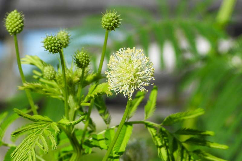 Illinois Bundleflower plant with finely divided green foliage