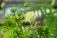 Illinois Bundleflower plant with finely divided green foliage