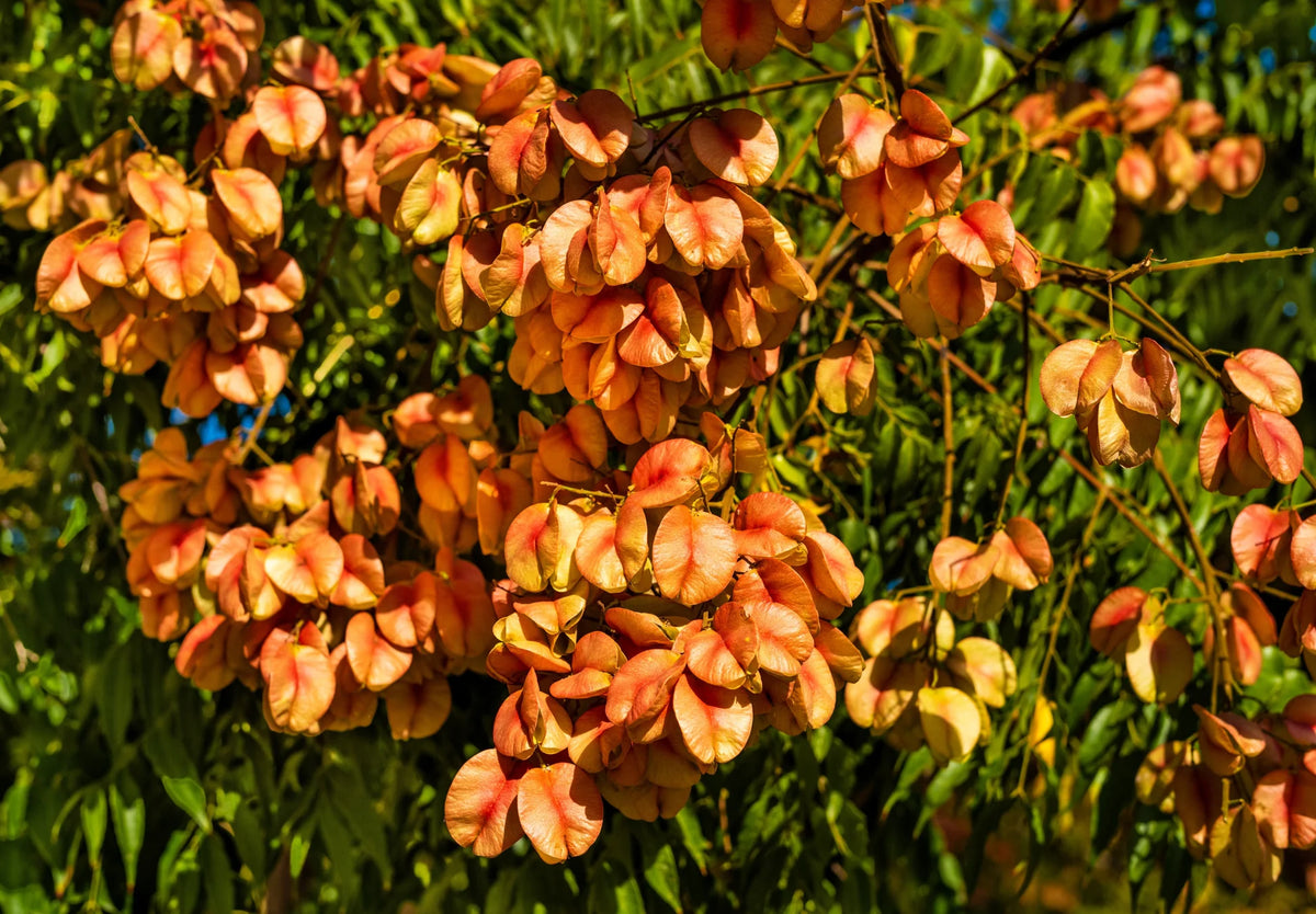 Goldenrain Tree Koelreuteria Bipinnata – Flowering Tree Seeds