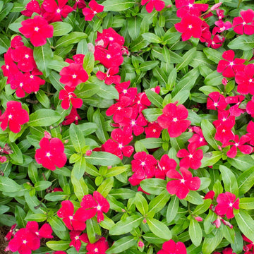 Cranberry Vinca Periwinkle Annual Flower Seeds