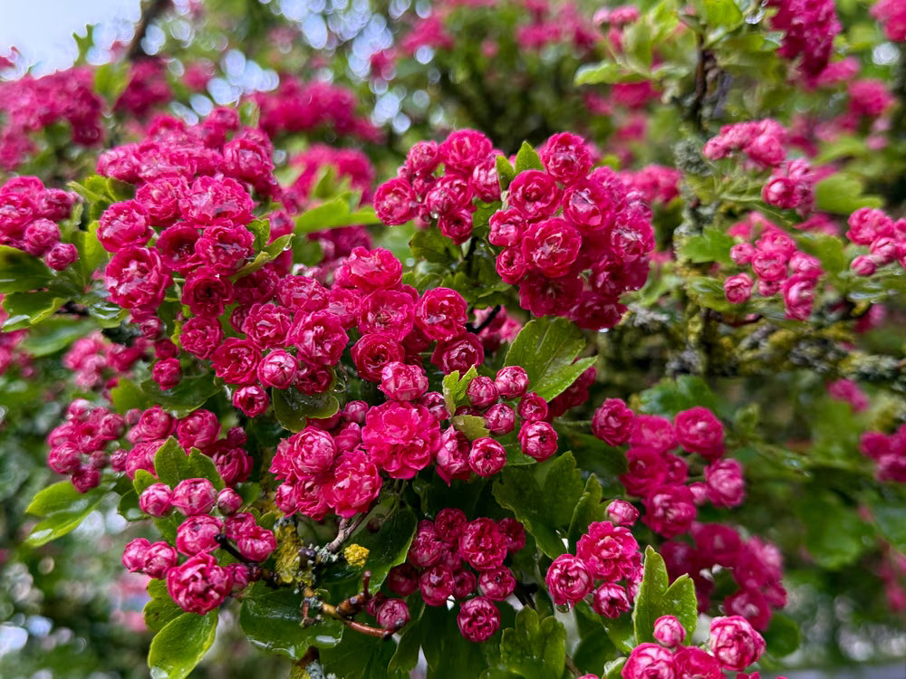 English Hawthorn Seeds – Crataegus laevigata Flowering Tree