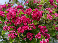 English Hawthorn Seeds – Crataegus laevigata Flowering Tree