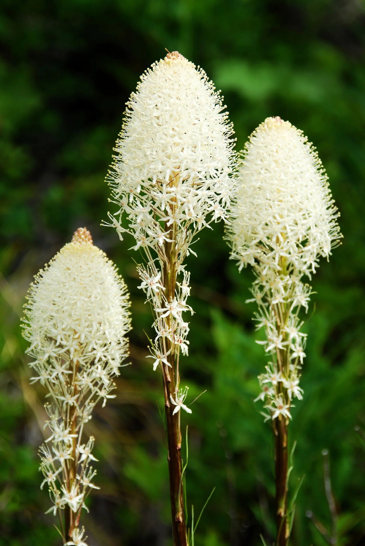 Native Bear Grass Seeds ,Xerophyllum tenax for Perennial Garden Growing