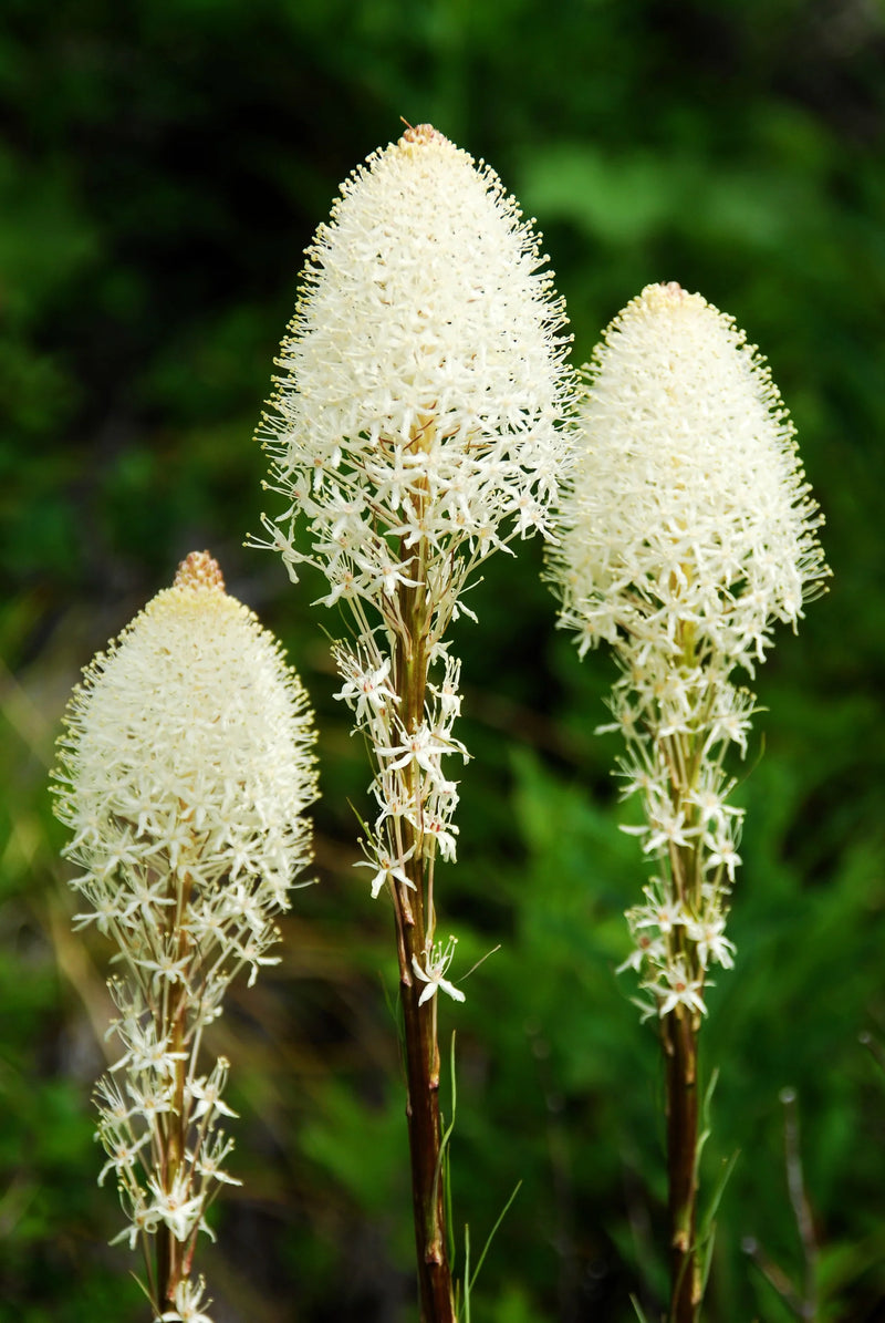 Bear Grass (Xerophyllum tenax) perennial plant with slender green foliage and tall creamy-white flower clusters in a natural landscape garden.