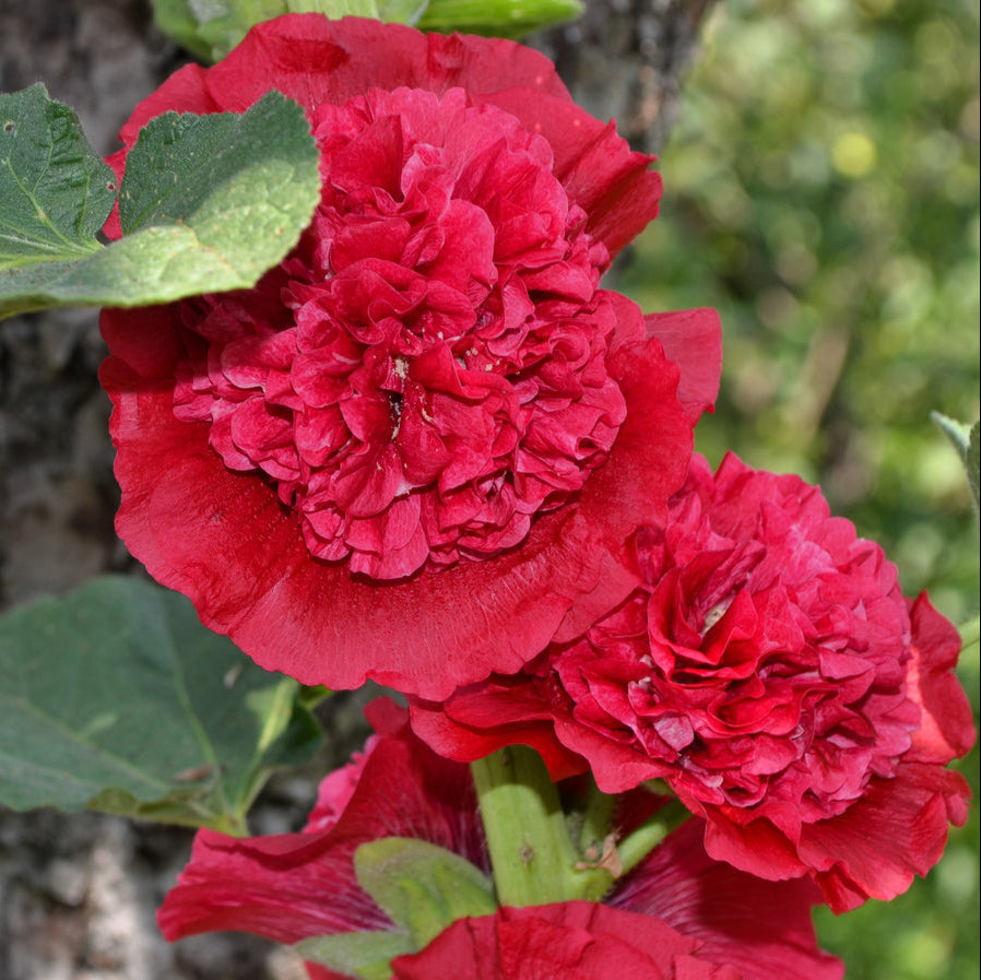 Alcea Red Hollyhock – Perennial Flower Seeds