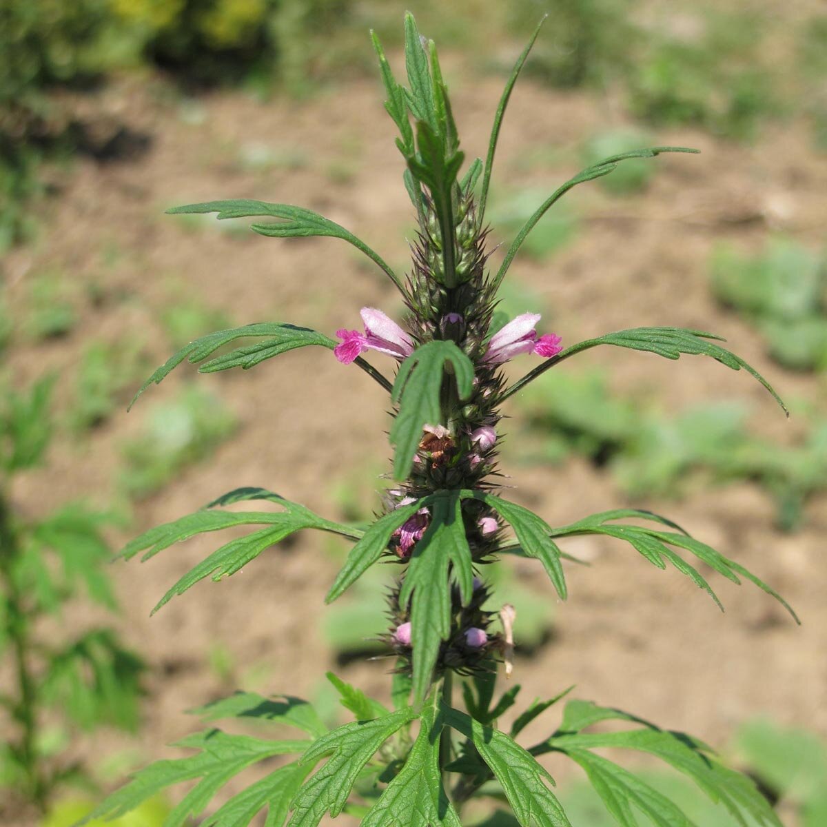 Siberian Motherwort plant seeds for botanical gardens and outdoor cultivation