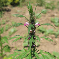 Siberian Motherwort plant seeds for botanical gardens and outdoor cultivation