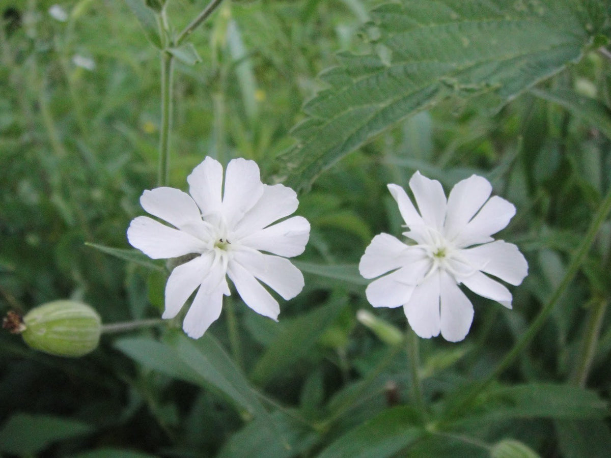 Silene capensis Xhosa Dream Root species for botanical gardening and plant collections
