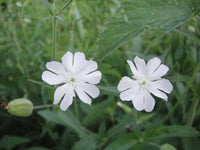 Silene capensis Xhosa Dream Root species for botanical gardening and plant collections