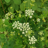 Sium sisarum Seeds – Skirret Garden Planting Seeds