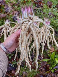 Sium sisarum Skirret plant with finely divided green leaves and slender roots growing in a home vegetable garden