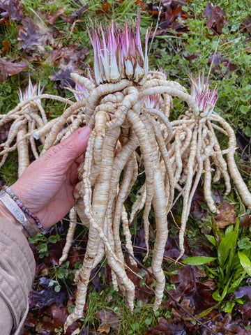 Sium sisarum Skirret plant with finely divided green leaves and slender roots growing in a home vegetable garden
