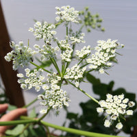 Skirret Sium sisarum plant with finely divided green leaves and slender roots growing in a vegetable garden